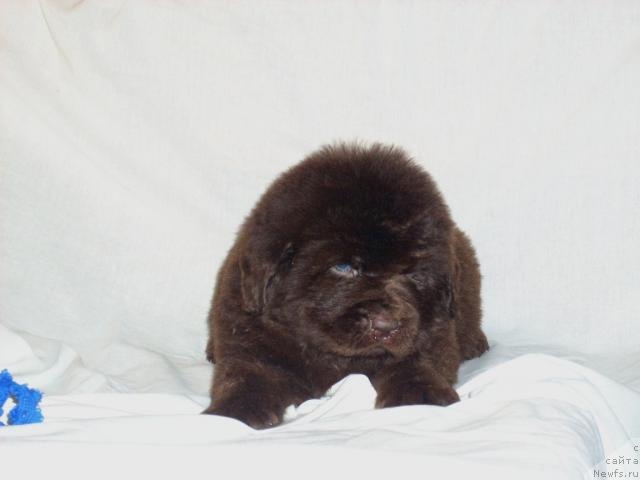 Фото: ньюфаундленд Rolls Roys (Роллс Ройс)