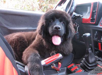 Фото: ньюфаундленд Sent Djons Sofia Dlia Kara Deniz (Сент Джонс София для Кара Дениз)