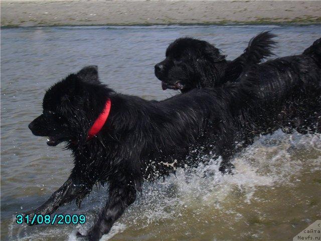 Фото: ньюфаундленд Charivna Cherepashka Bolshoj Malysh (Чаривна Черепашка Большой Малыш), ньюфаундленд Maryana Bolshoj Malysh (Марьяна Большой Малыш)