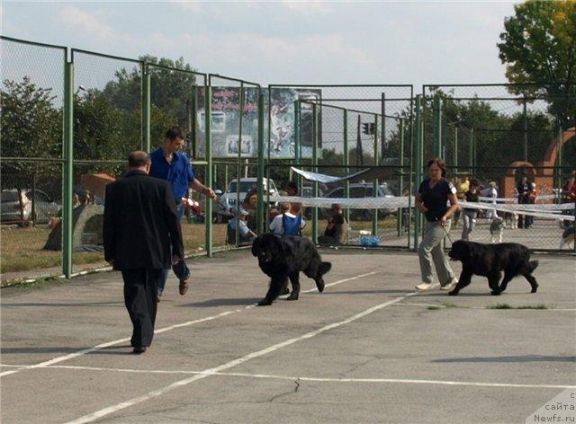 Фото: ньюфаундленд Akim iz Volotova (Аким из Волотова), ньюфаундленд Charivna Cherepashka Bolshoj Malysh (Чаривна Черепашка Большой Малыш)