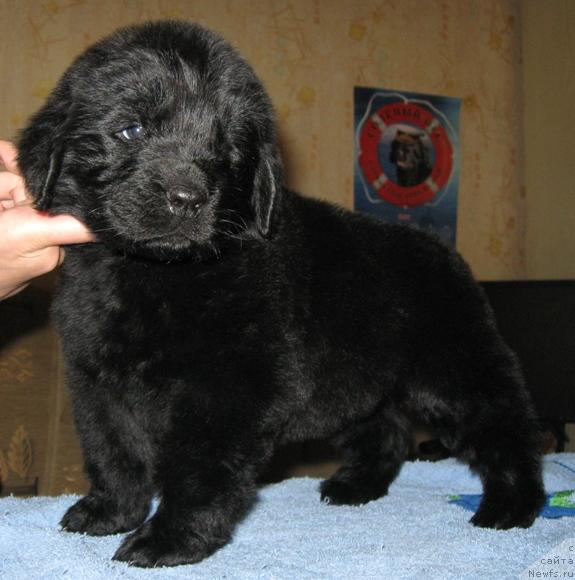 Фото: ньюфаундленд Izumrudnaya Laguna Argona (Изумрудная Лагуна Аргона)