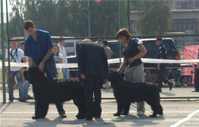 Фото: ньюфаундленд Akim iz Volotova (Аким из Волотова), ньюфаундленд Charivna Cherepashka Bolshoj Malysh (Чаривна Черепашка Большой Малыш)