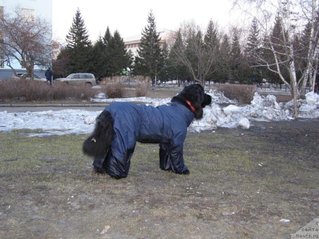 Фото: ньюфаундленд Aksel' Blyek Daymond (Аксель Блэк Даймонд)