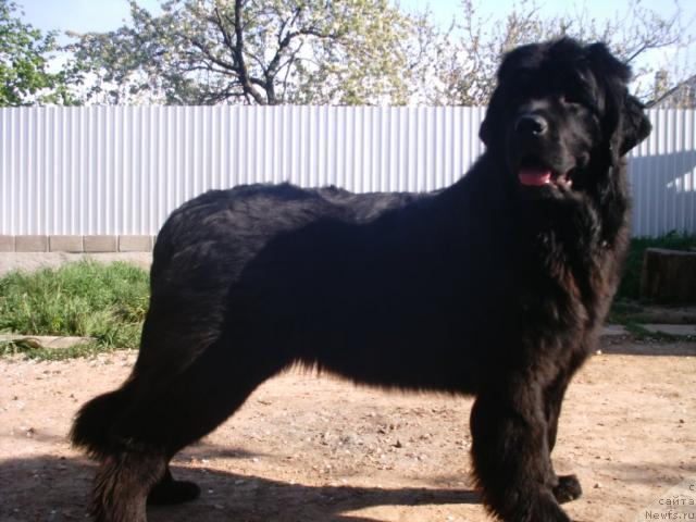 Фото: ньюфаундленд Charly Bolshoj Malysh (Чарли Большой Малыш)