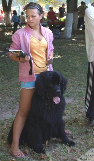 Фото: ньюфаундленд Chervonets Bolshoj Malysh (Червонец Большой Малыш)