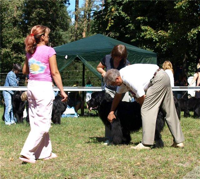 Фото: ньюфаундленд Chervonets Bolshoj Malysh (Червонец Большой Малыш)