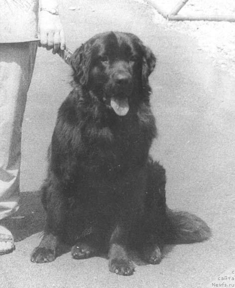 Фото: ньюфаундленд SHuanna Seyver (Шуанна Сейвер)