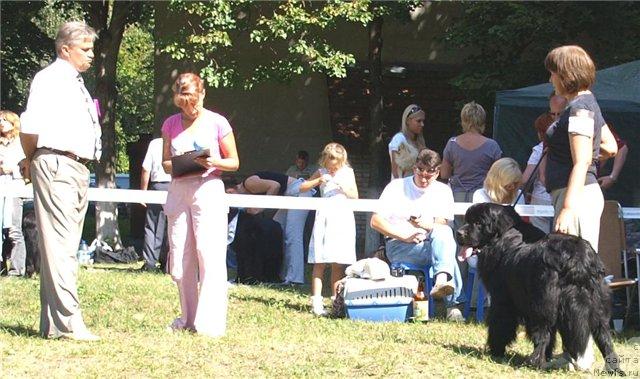 Фото: ньюфаундленд Chervonets Bolshoj Malysh (Червонец Большой Малыш)