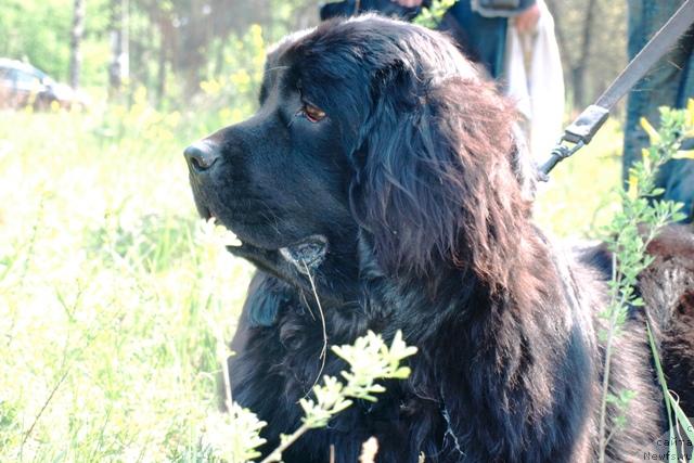 Фото: ньюфаундленд Charivna Cherepashka Bolshoj Malysh (Чаривна Черепашка Большой Малыш)