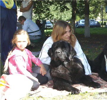 Фото: ньюфаундленд Charivna Cherepashka Bolshoj Malysh (Чаривна Черепашка Большой Малыш)