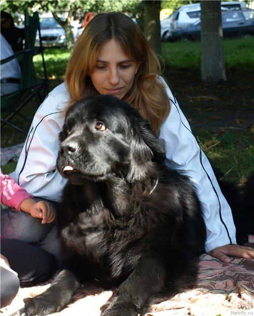 Фото: ньюфаундленд Charivna Cherepashka Bolshoj Malysh (Чаривна Черепашка Большой Малыш)