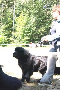 Фото: ньюфаундленд Charivna Cherepashka Bolshoj Malysh (Чаривна Черепашка Большой Малыш)