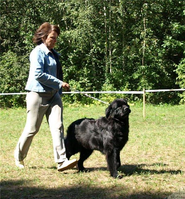 Фото: ньюфаундленд Charivna Cherepashka Bolshoj Malysh (Чаривна Черепашка Большой Малыш)