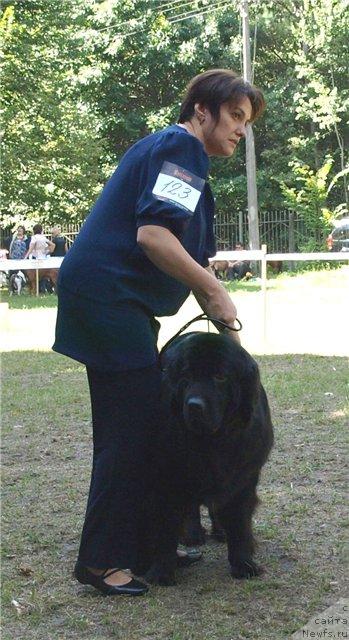 Фото: ньюфаундленд Chinara Bolshoj Malysh (Чинара Большой Малыш), YAna Nifontova (Яна Нифонтова)