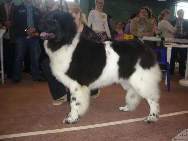 Фото: ньюфаундленд Vesnushka na Shastie (Веснушка на Счастье)