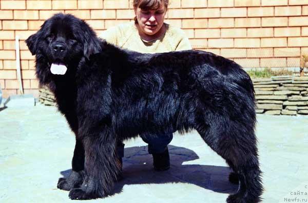 Фото: ньюфаундленд Baryinya s Berega Dona (Барыня с Берега Дона)
