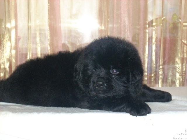 Фото: ньюфаундленд Roskosh' Zolotaya (Роскошь Золотая)