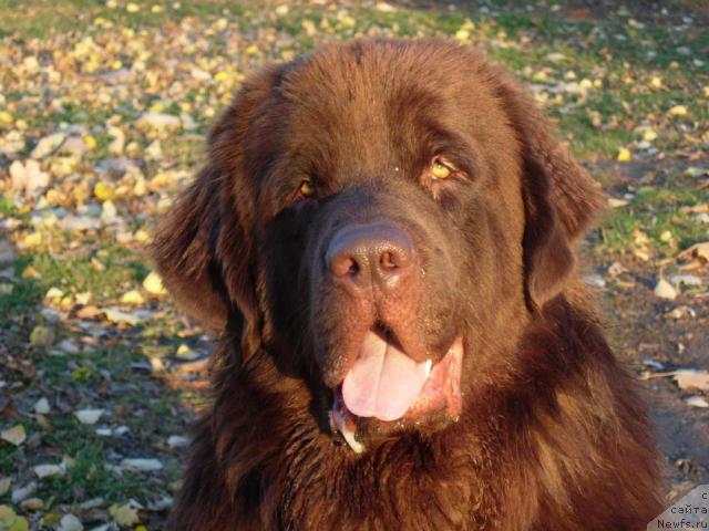 Фото: ньюфаундленд Konfuciy (Конфуций)