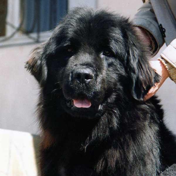 Фото: ньюфаундленд Baryinya s Berega Dona (Барыня с Берега Дона)