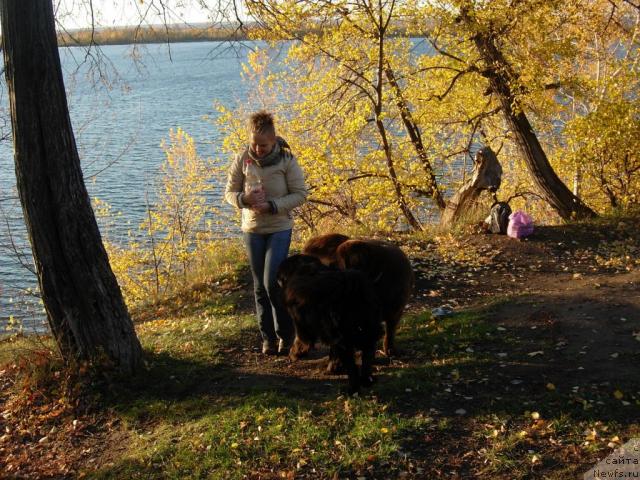 Фото: ньюфаундленд Konfuciy (Конфуций), Diana Larina (Диана Ларина), ньюфаундленд Lesnaya Skazka Raskrasavica (Лесная Сказка Раскрасавица)