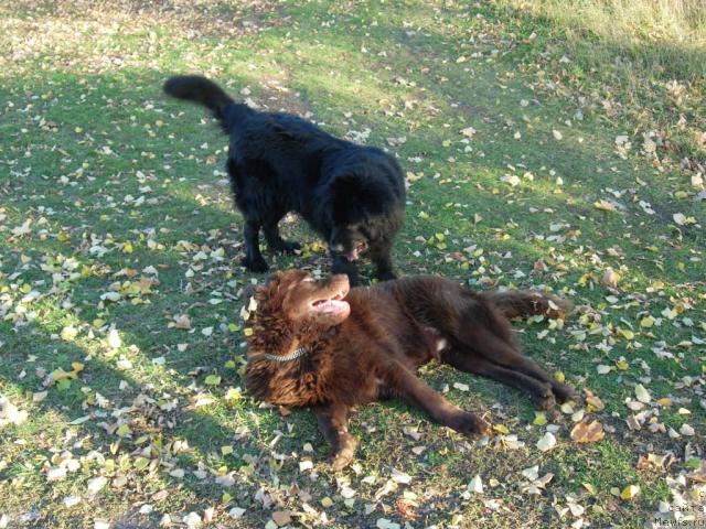 Фото: ньюфаундленд Konfuciy (Конфуций), ньюфаундленд Lesnaya Skazka Raskrasavica (Лесная Сказка Раскрасавица)