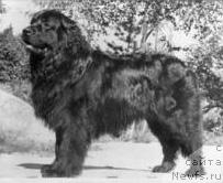 Фото: ньюфаундленд Gerogeest Attan