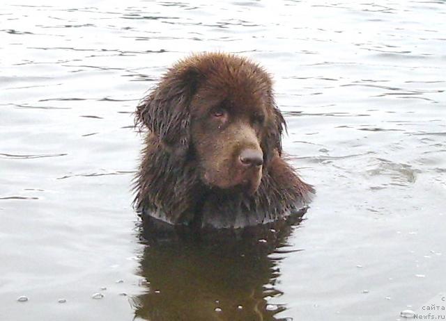 Фото: ньюфаундленд Krasota CHistogo Zolota (Красота Чистого Золота)