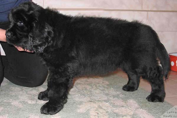 Фото: ньюфаундленд YOnoki s Berega Dona (Ёноки с Берега Дона)