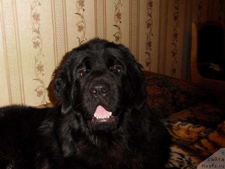 Фото: ньюфаундленд Toptyijka Samson (Топтыжка Самсон)