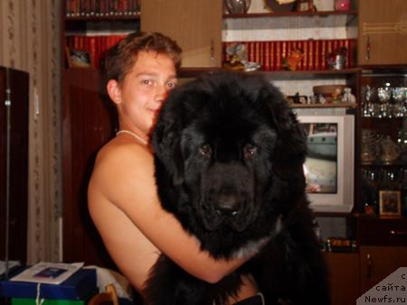 Фото: ньюфаундленд Toptyijka Samson (Топтыжка Самсон)