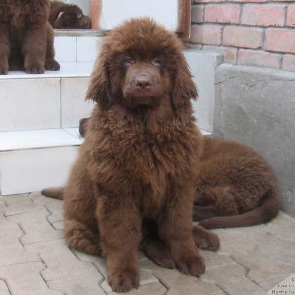 Фото: ньюфаундленд YOtana s Berega Dona (Ётана с Берега Дона)