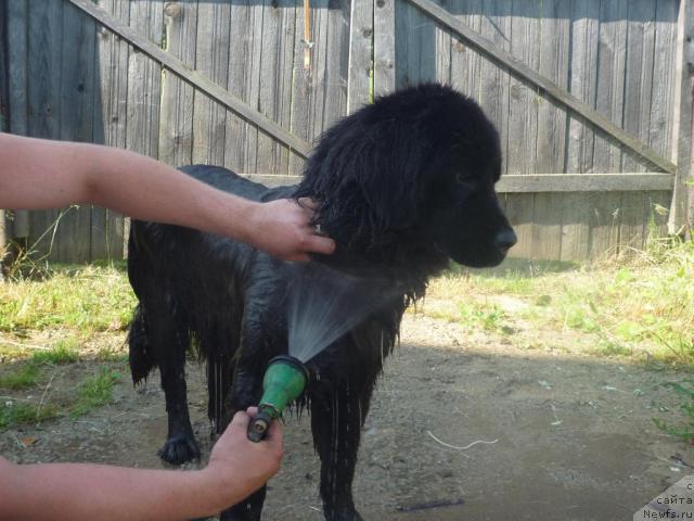 Фото: ньюфаундленд Akello-Lan'yu 