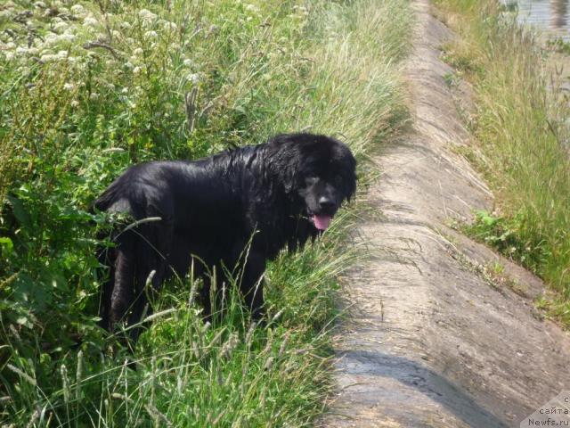 Фото: ньюфаундленд Akello-Lan'yu 