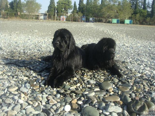 Фото: ньюфаундленд Giacomo vom Darius Land, ньюфаундленд Zholli Wonderfull iz Medvejyego Yara (Жолли Вандерфулл из Медвежьего Яра)