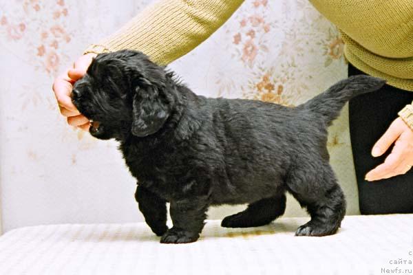 Фото: ньюфаундленд Zhivaya Izgorod s Berega Dona (Живая Изгородь с Берега Дона)