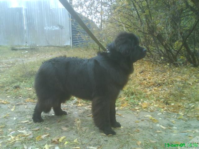 Фото: ньюфаундленд Smigar Nensi Neprevzoydennaya (Смигар Ненси Непревзойденная)