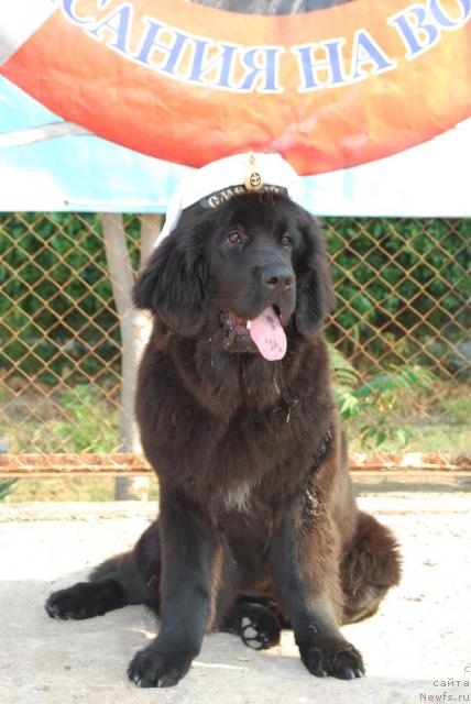 Фото: ньюфаундленд Formula Lyubvi ot Sibirskogo Medvedya (Формула Любви от Сибирского Медведя)