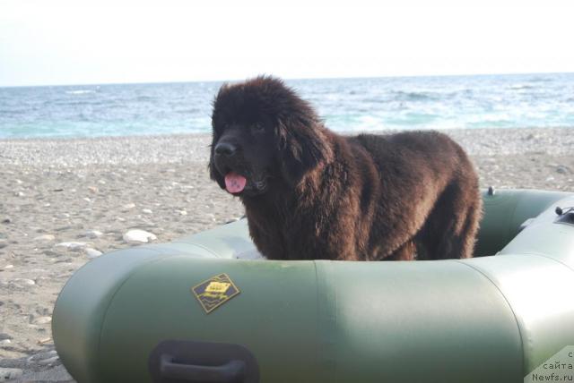 Фото: ньюфаундленд Formula Lyubvi ot Sibirskogo Medvedya (Формула Любви от Сибирского Медведя)