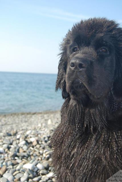 Фото: ньюфаундленд Formula Lyubvi ot Sibirskogo Medvedya (Формула Любви от Сибирского Медведя)