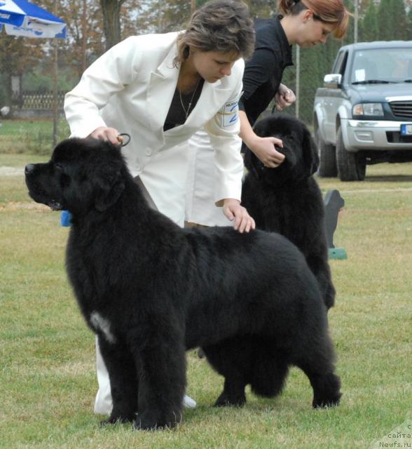 Фото: ньюфаундленд Favourite Style Giant's Island