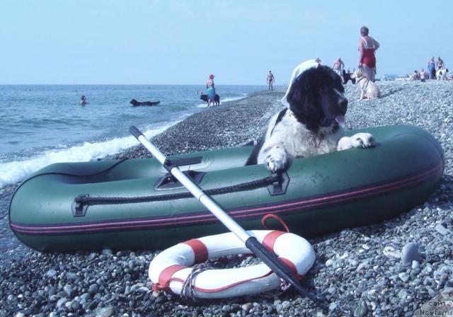 Фото: ньюфаундленд Piternyuf Play Boy (Питерньюф Плэй Бой)