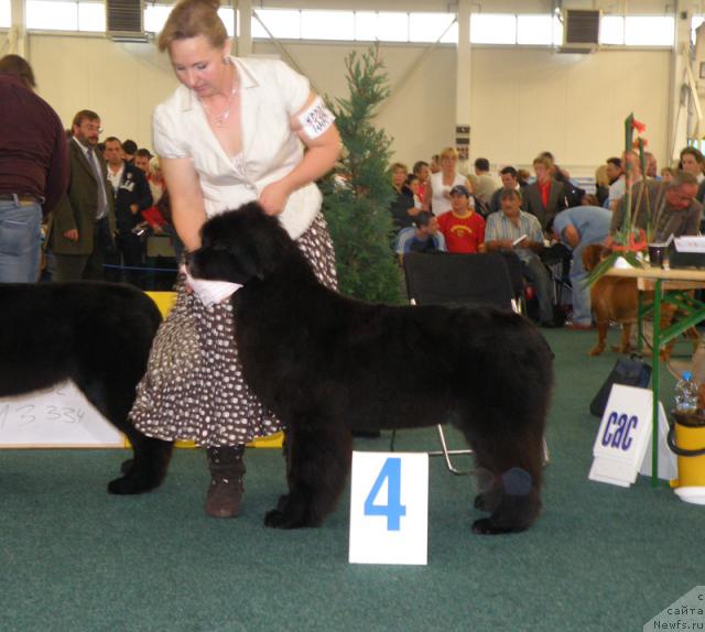 Фото: ньюфаундленд Endless Love Midnight Bear