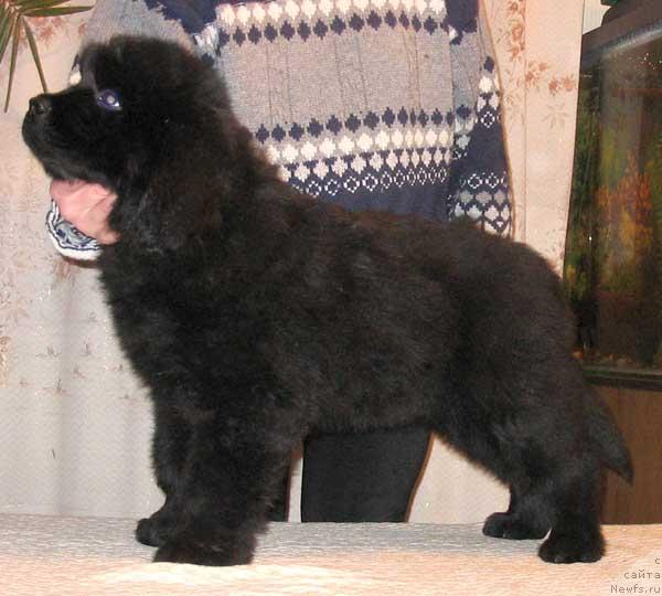 Фото: ньюфаундленд Jeleznyiy Feliks s Berega Dona (Железный Феликс с Берега Дона)