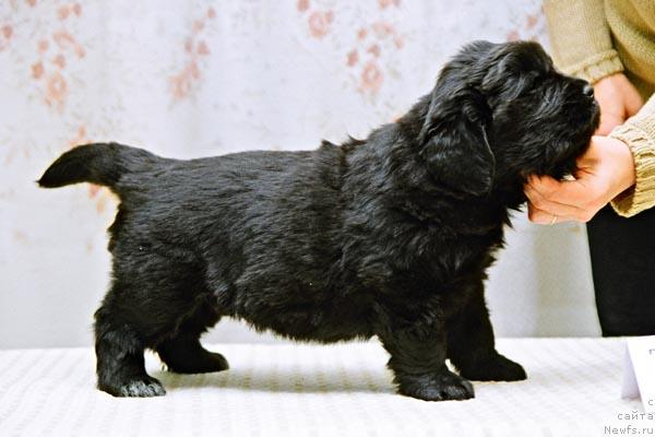 Фото: ньюфаундленд Jarkiy Den' s Berega Dona (Жаркий День с Берега Дона)