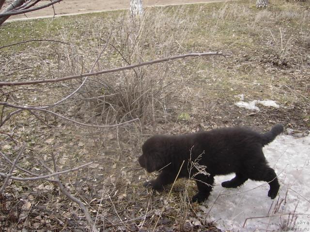 Фото: ньюфаундленд Liana CHernaya Feya (Лиана Черная Фея)