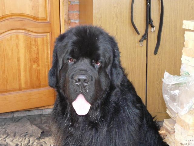 Фото: ньюфаундленд Moroz-Voevoda ot Sibirskogo Medvedya (Мороз-Воевода от Сибирского Медведя)