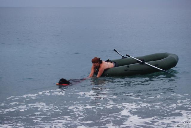 Фото: ньюфаундленд Formula Lyubvi ot Sibirskogo Medvedya (Формула Любви от Сибирского Медведя), Ekaterina Kormakova (Екатерина Кормакова)