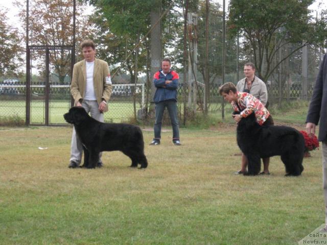 Фото: ньюфаундленд Butterfly from Giant's Island