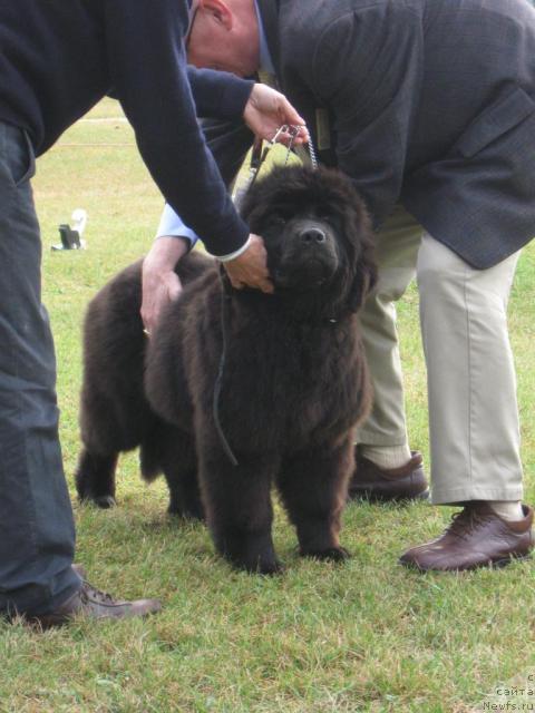 Фото: Starry Town E Baste Je