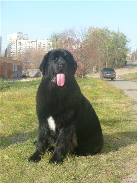 Фото: ньюфаундленд Bianka Vayt Pyerl (Бианка Вайт Пэрл)